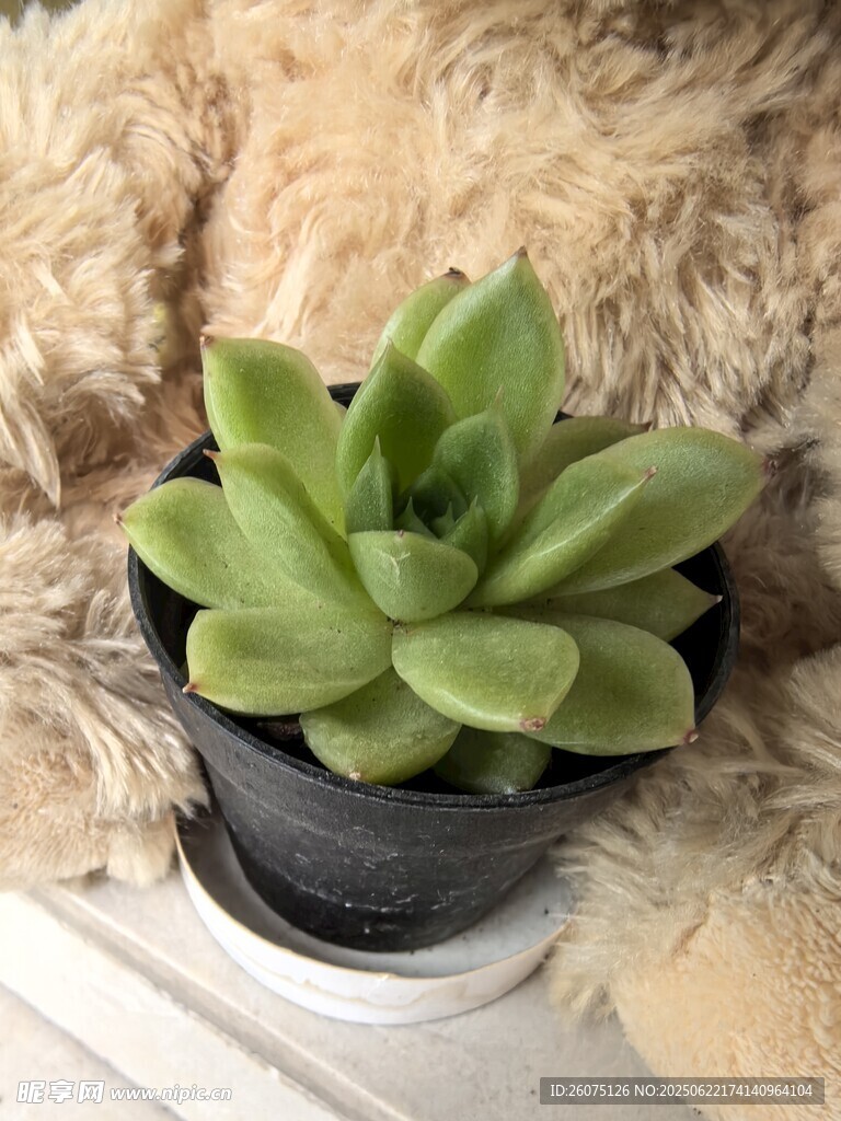 可爱多肉植物置于毛绒上