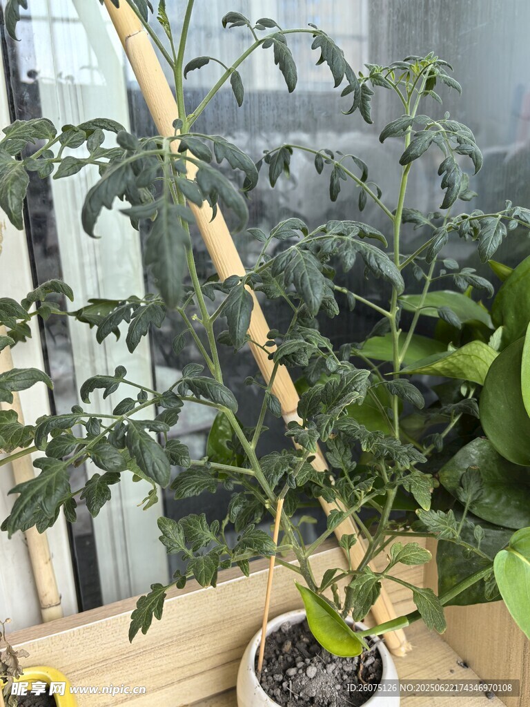 室内盆栽蕃茄苗