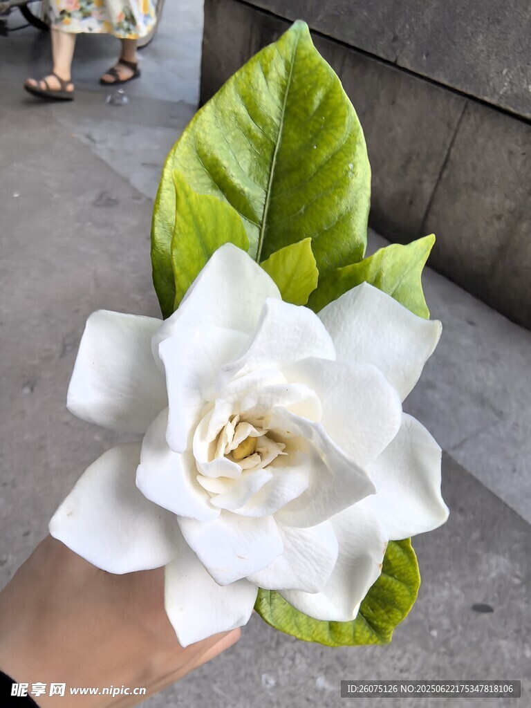 纯白栀子花配翠绿叶片