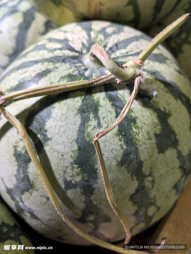 新鲜条纹西瓜堆叠