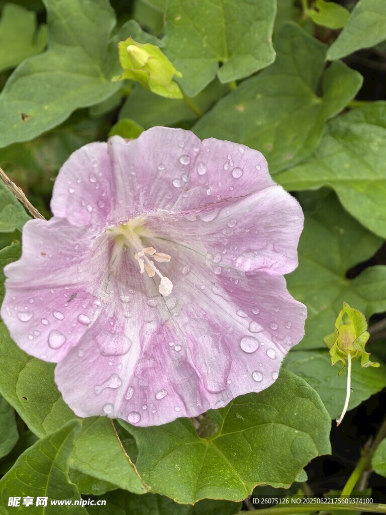 带水珠的粉色牵牛花