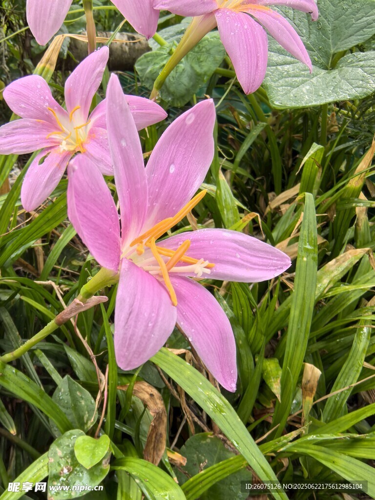 粉色葱兰花绽放于草丛