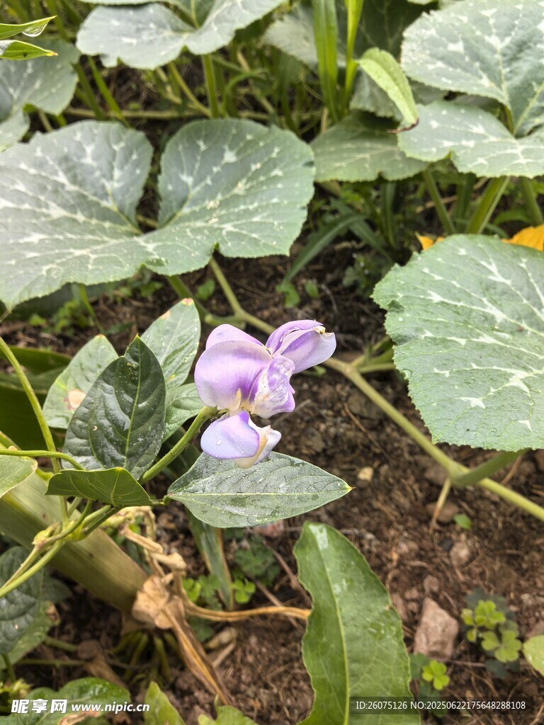 绿叶间的紫色小花