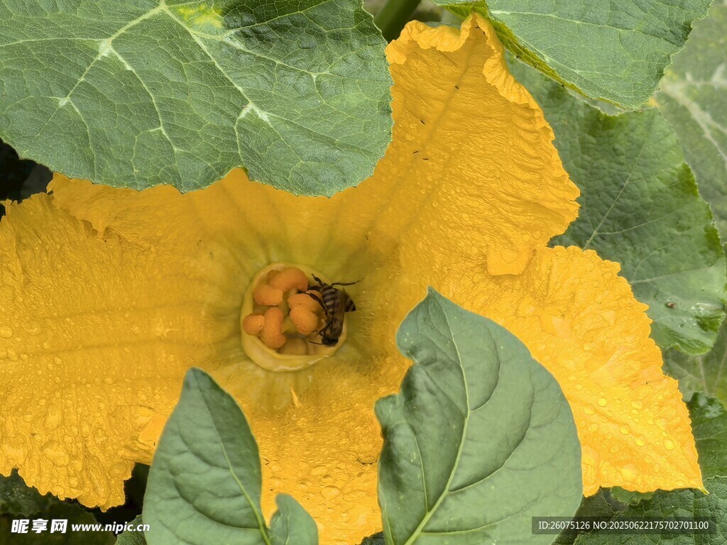 黄色南瓜花中的小昆虫