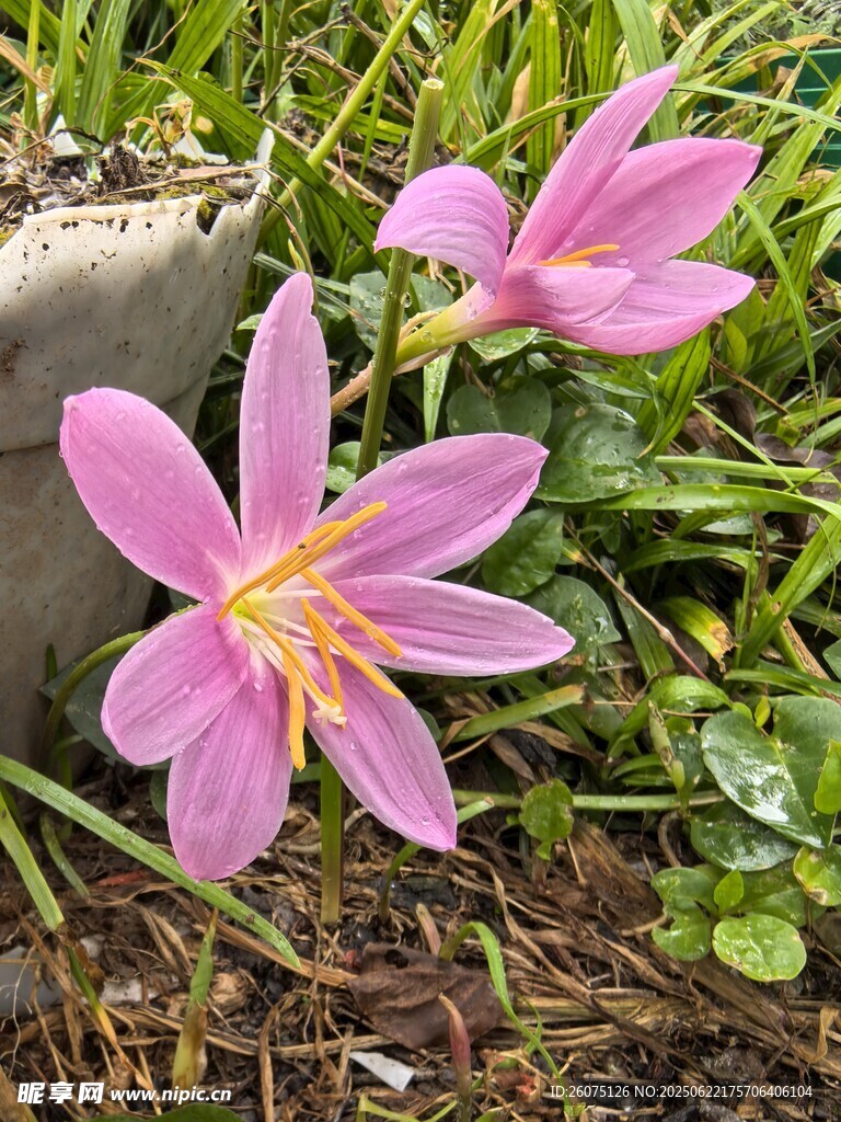 粉色葱兰花绽放于草丛