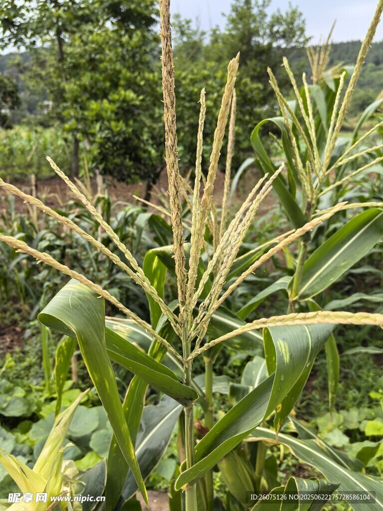 田间生长的茂盛玉米植株