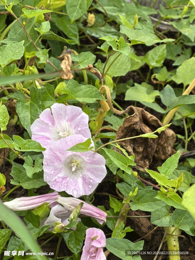淡紫色牵牛花绽放绿叶间