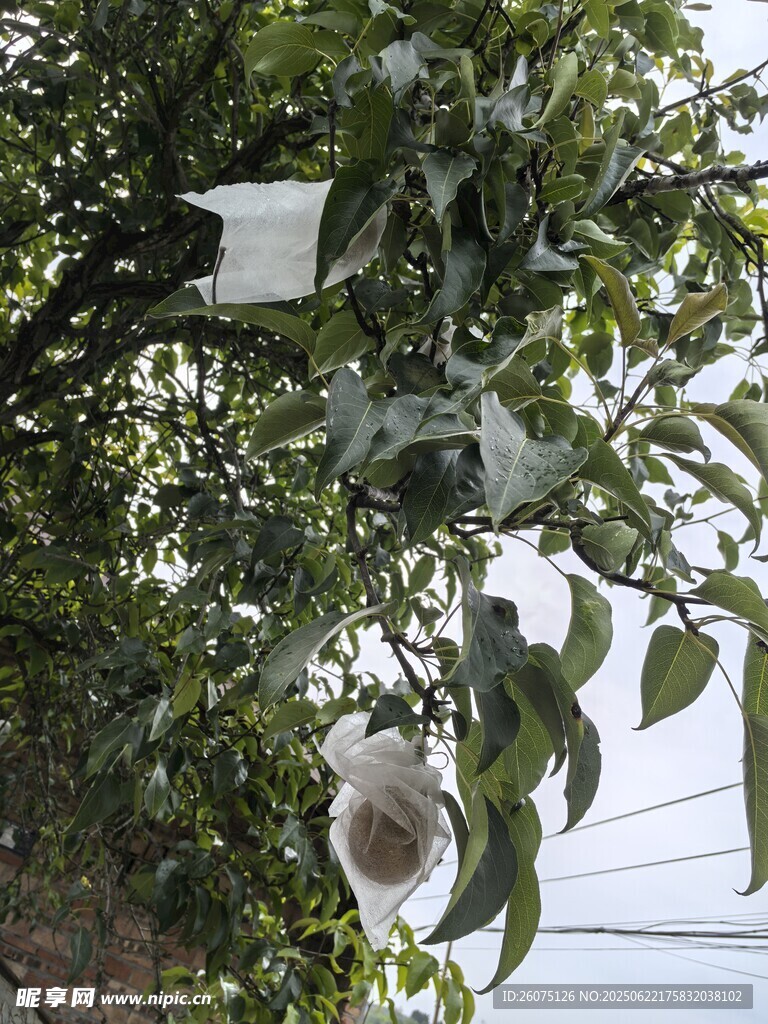 白色袋子包裹的梨