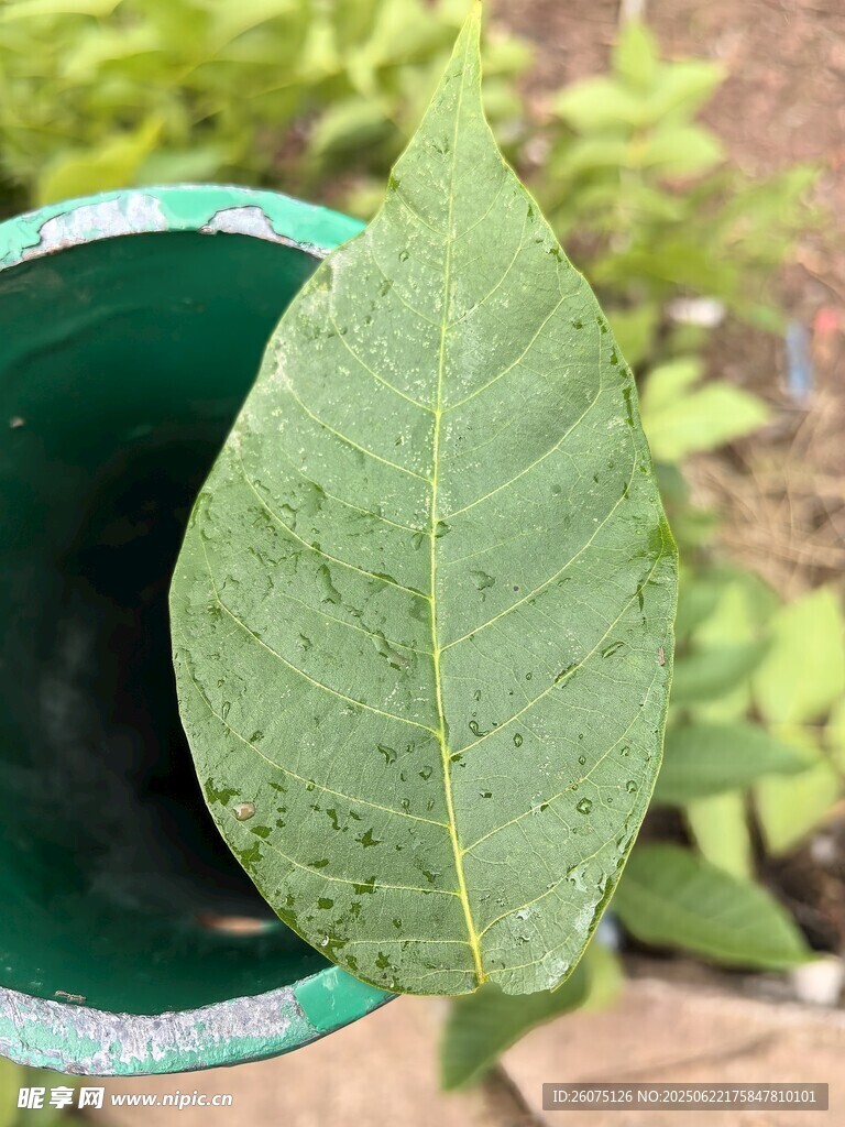 绿叶置于绿杯中的特写