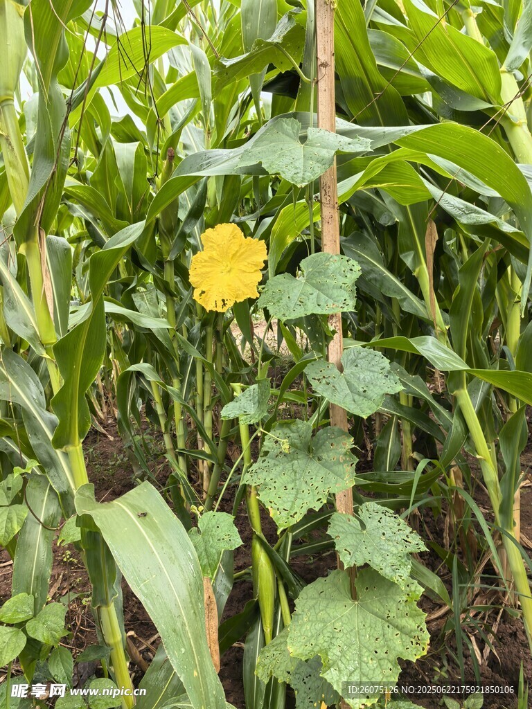 玉米地中的黄色小花