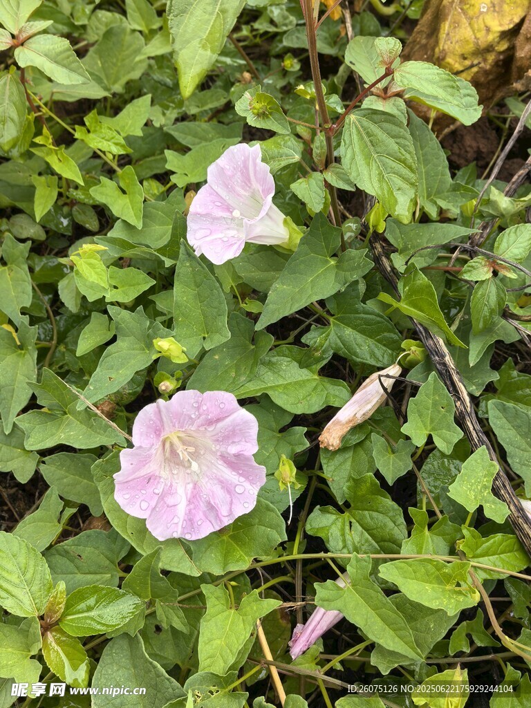 粉色牵牛花绽放绿叶间