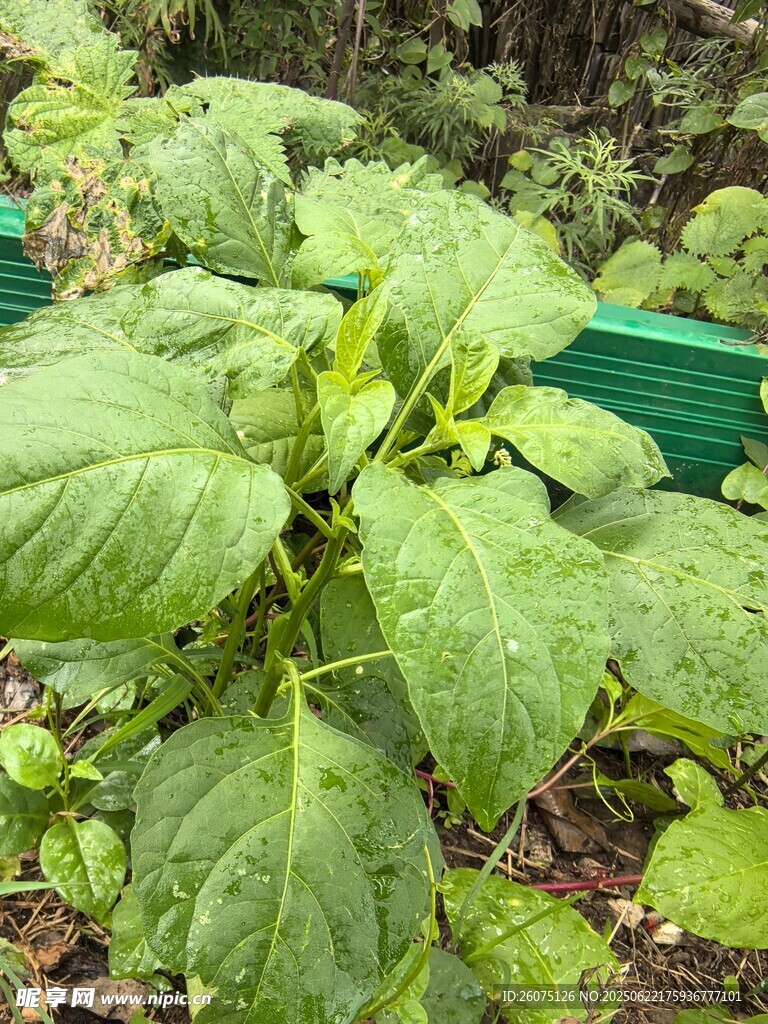绿叶繁茂的植物景观