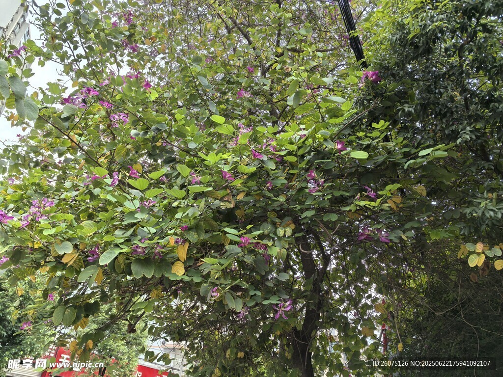 繁花绿树的自然景致