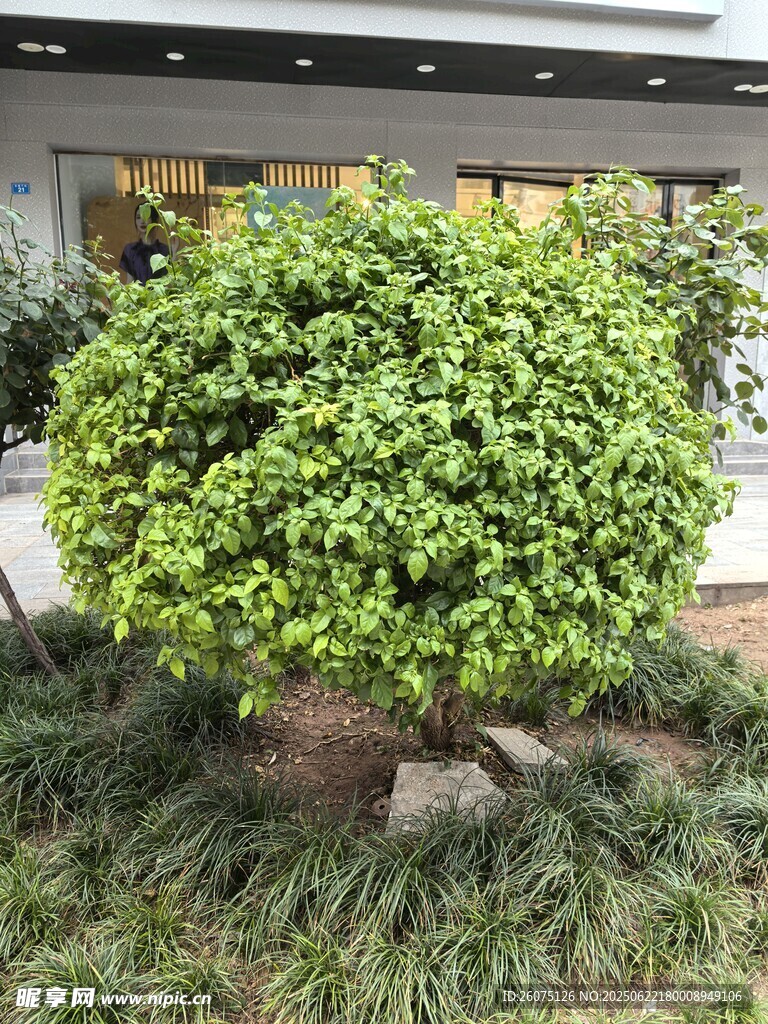 绿叶繁茂的球形灌木