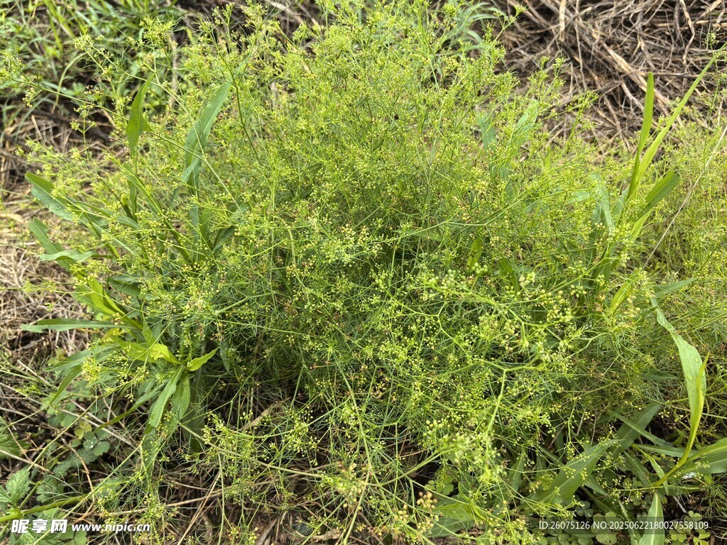 绿色蓬勃生长的野生植物