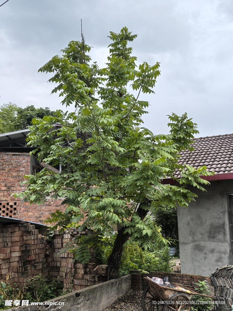 乡村院落旁的核桃树
