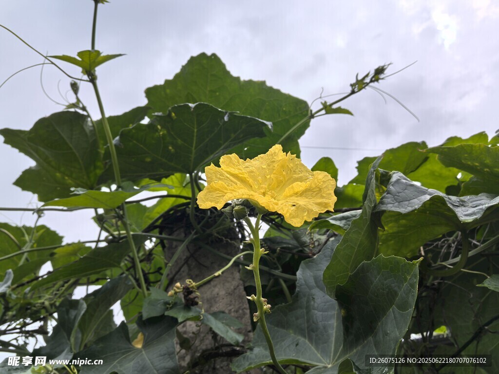 绽放的黄色丝瓜花