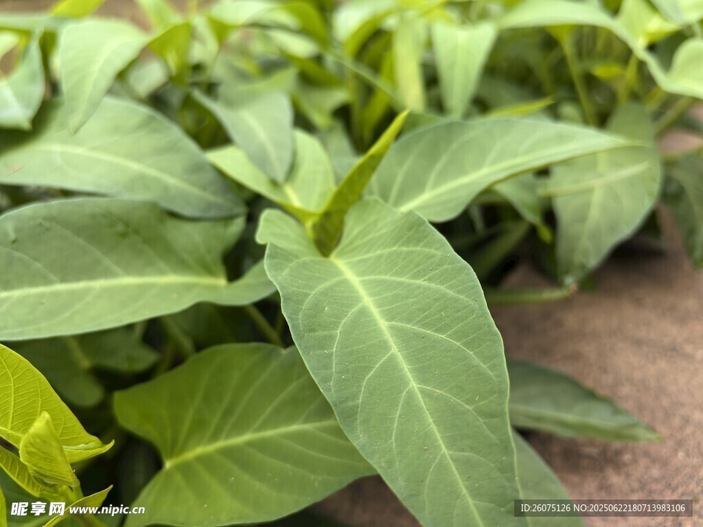 嫩绿叶片的新鲜植物