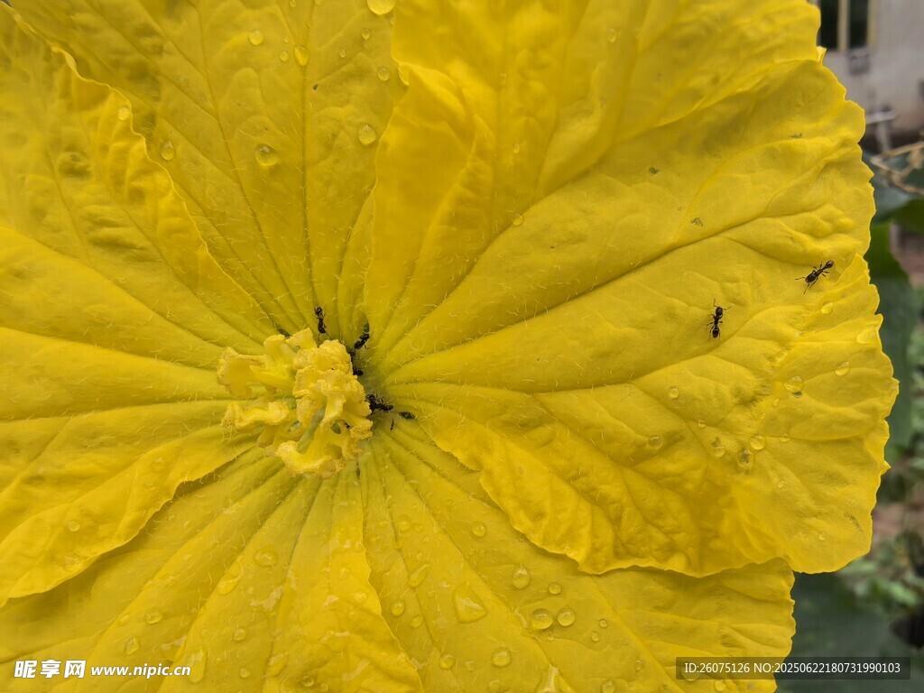 黄色南瓜花特写