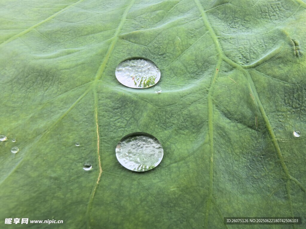 绿叶上的晶莹水珠