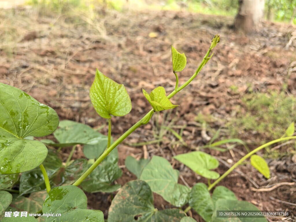 嫩绿植物幼苗生长景象
