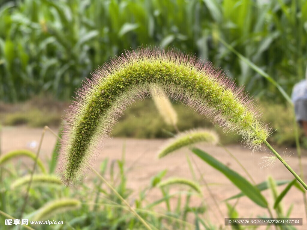田野中的狗尾巴草特写