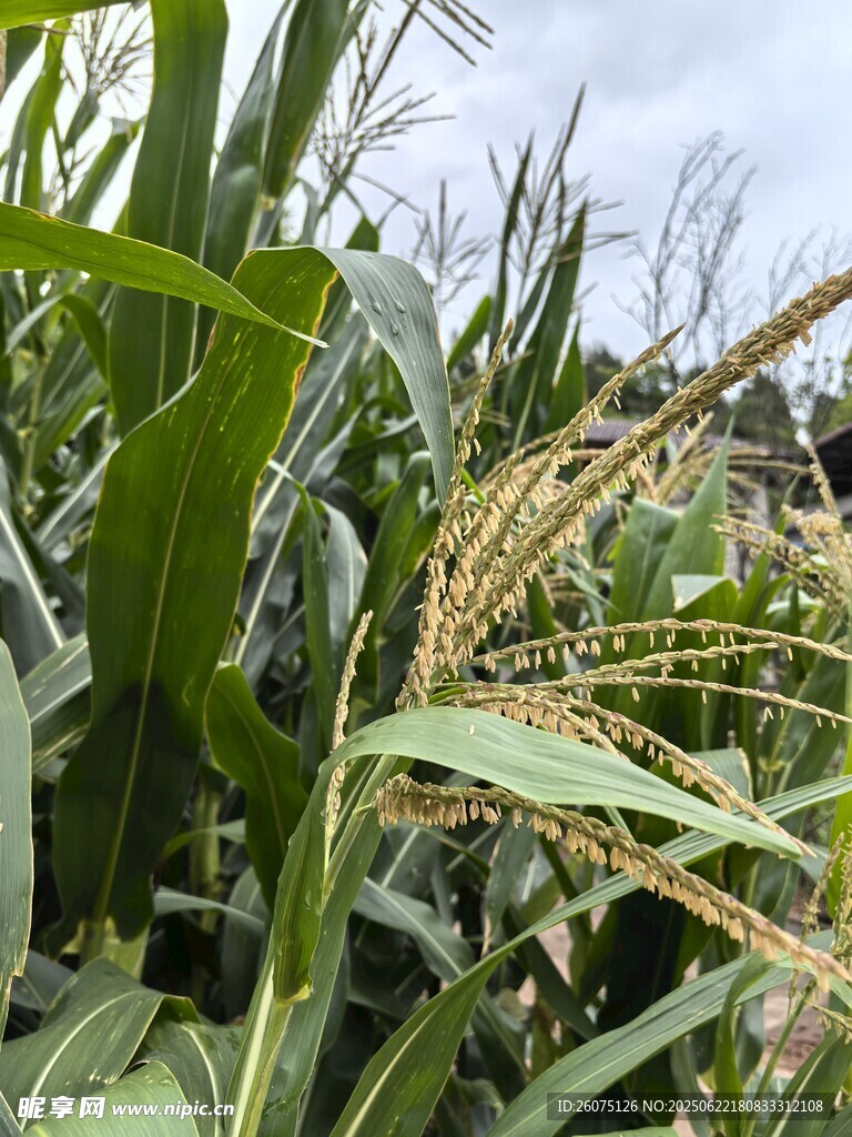 玉米植株特写