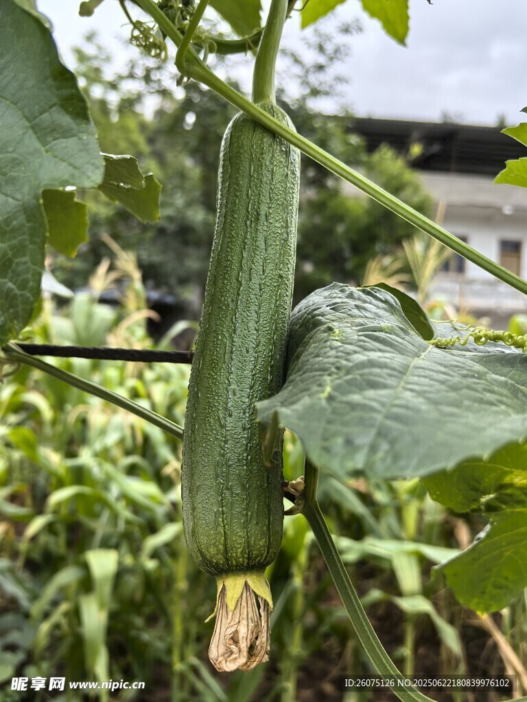 藤蔓上的鲜嫩丝瓜