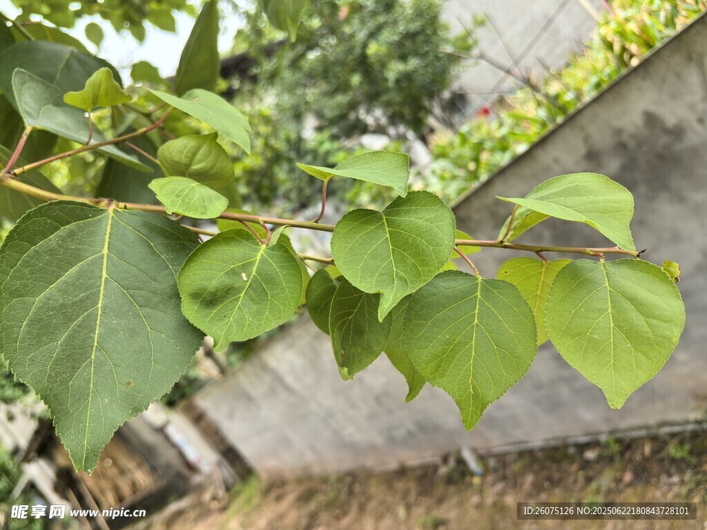 杏树叶