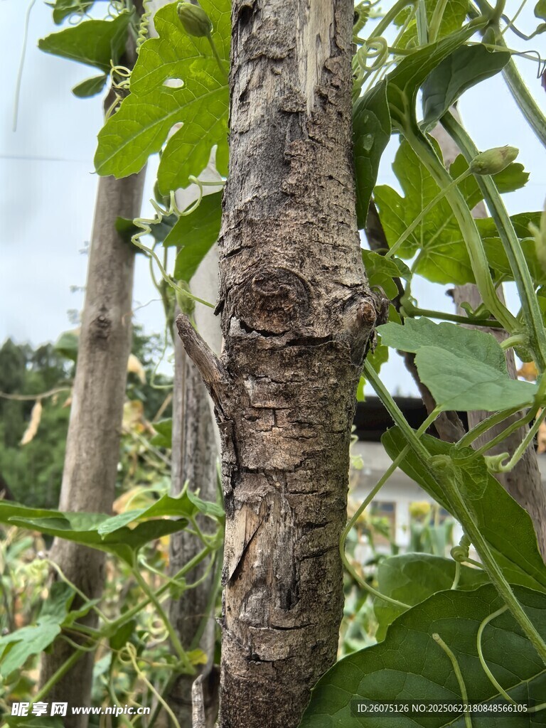 木瓜树特写