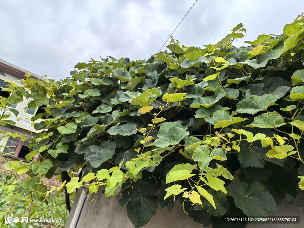 绿叶藤蔓覆盖墙面景观