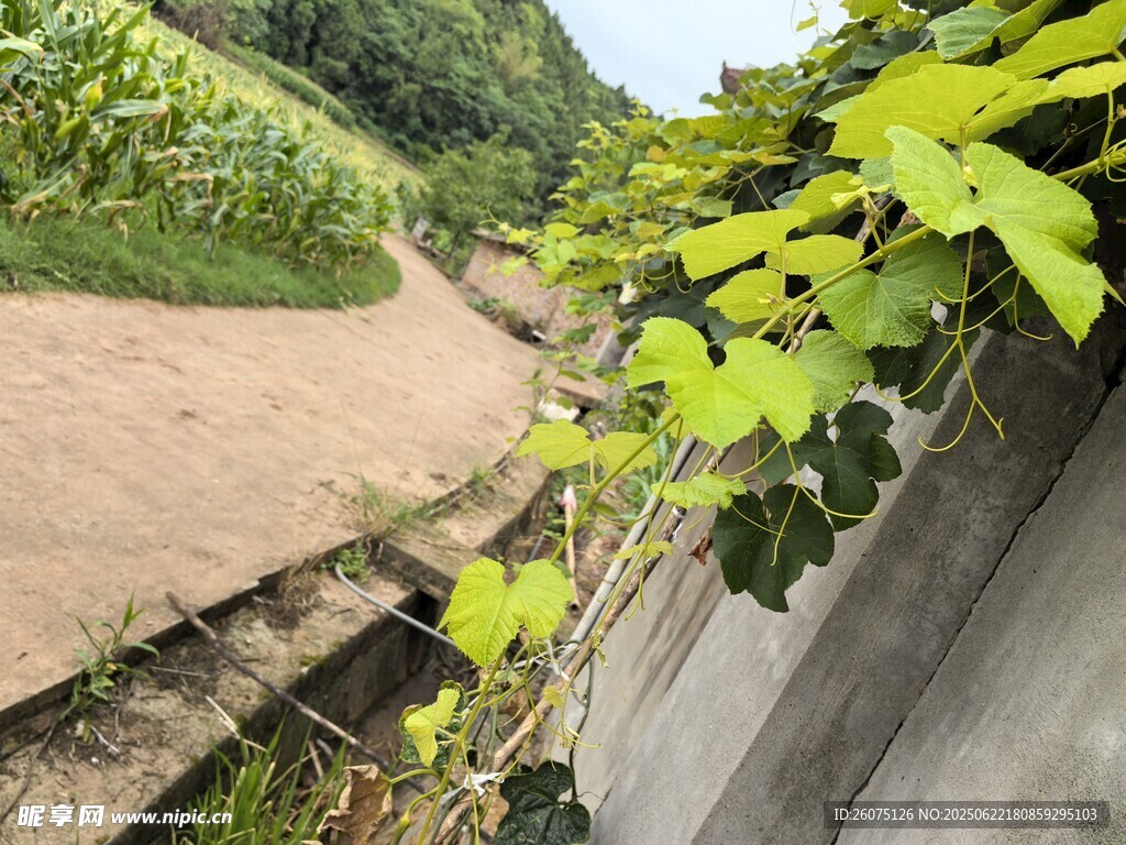 乡村小径旁的绿植景观