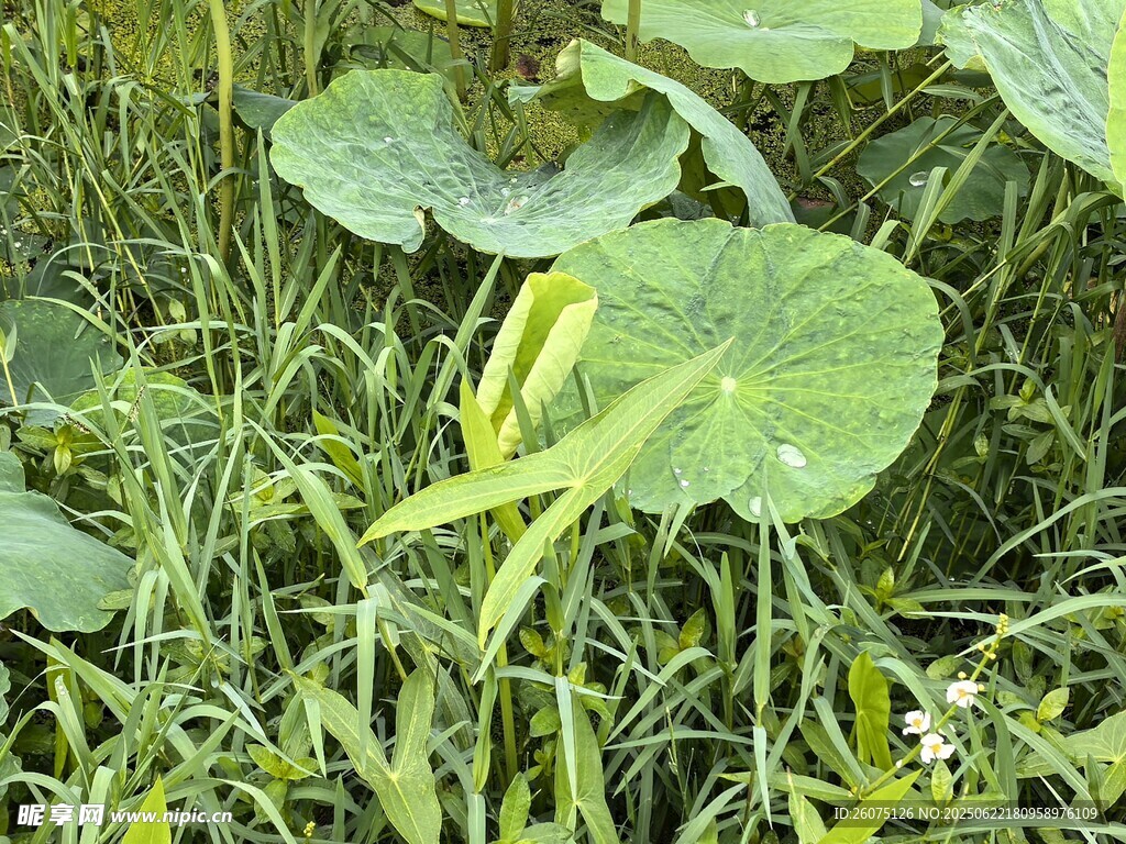 荷塘中的荷叶与杂草