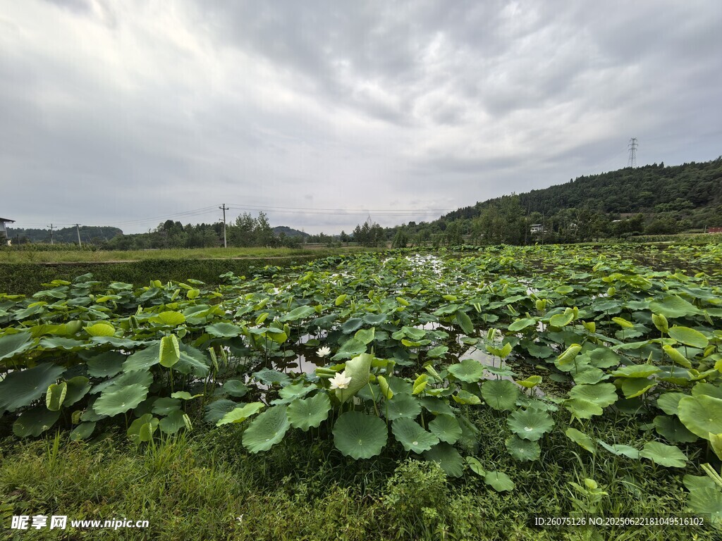 夏日荷塘绿意盎然