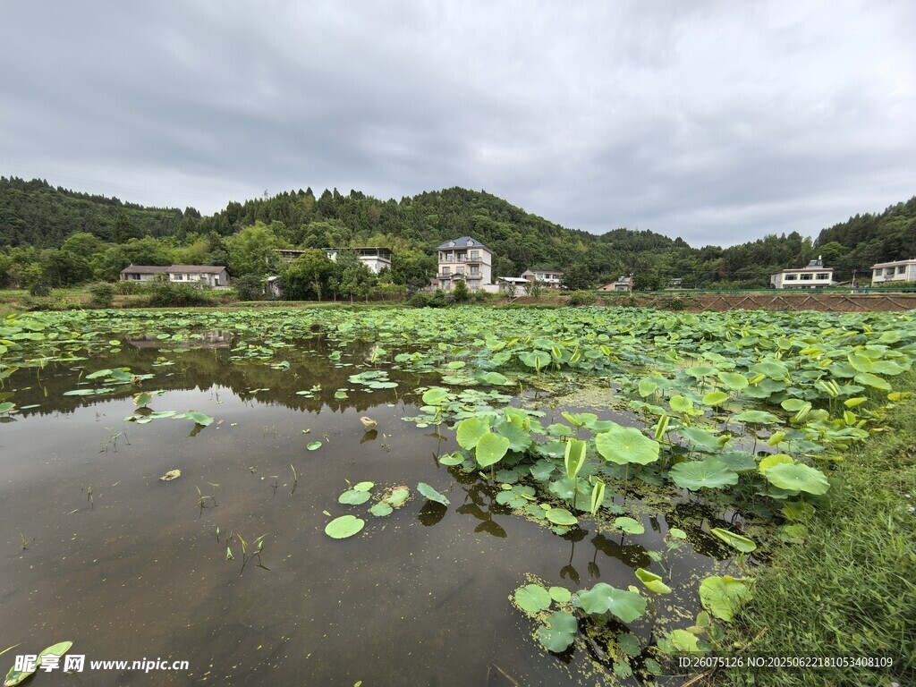 荷塘山水景