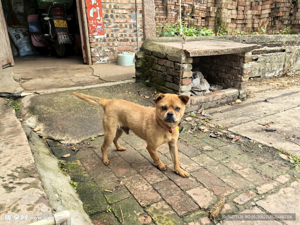 庭院中的棕色小狗