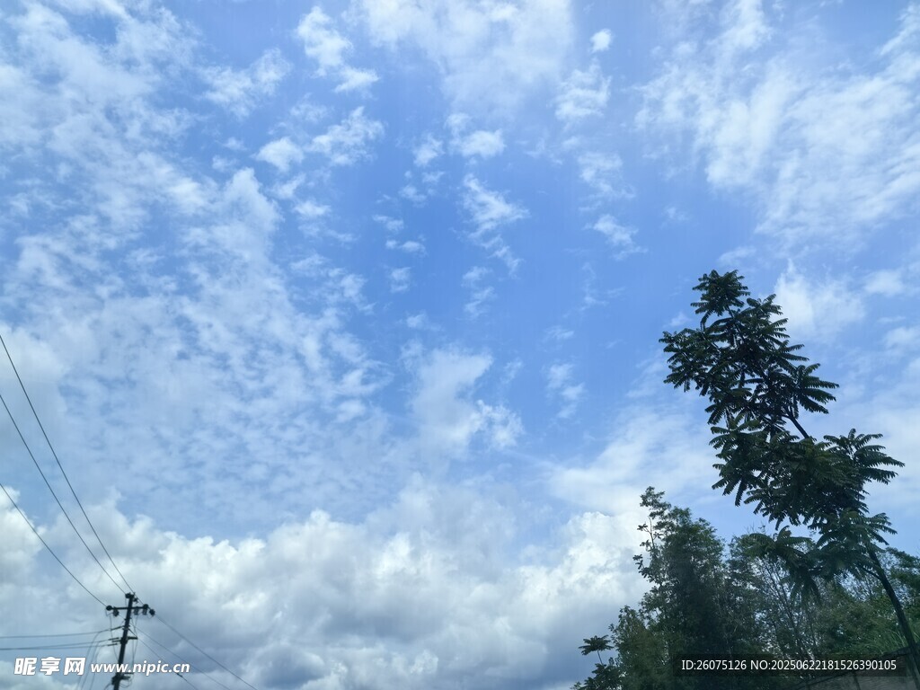 蓝天白云下的树木风景
