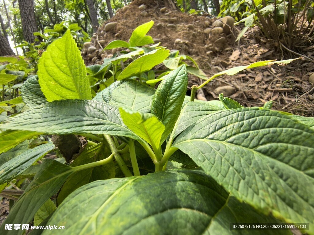 绿叶繁茂的田间植物