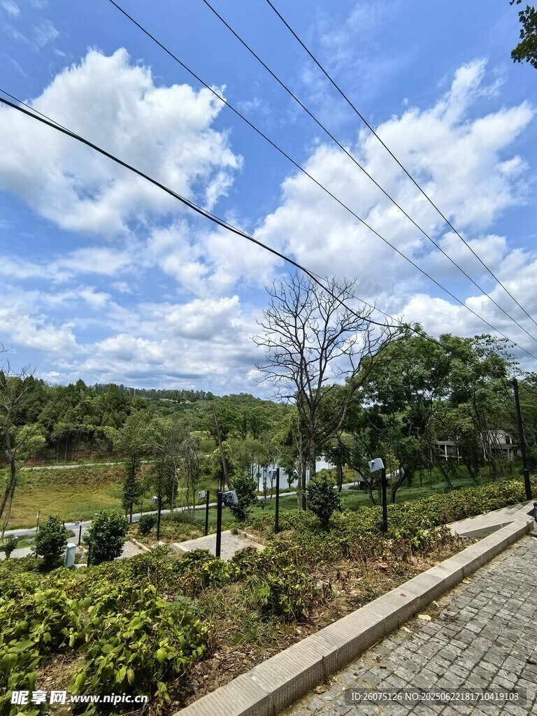乡村小路旁的自然景致