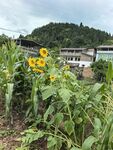 乡村田野间的灿烂向日葵