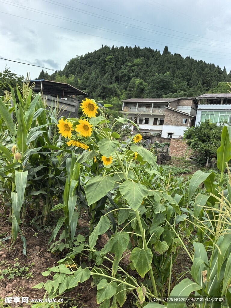 乡村田野间的灿烂向日葵