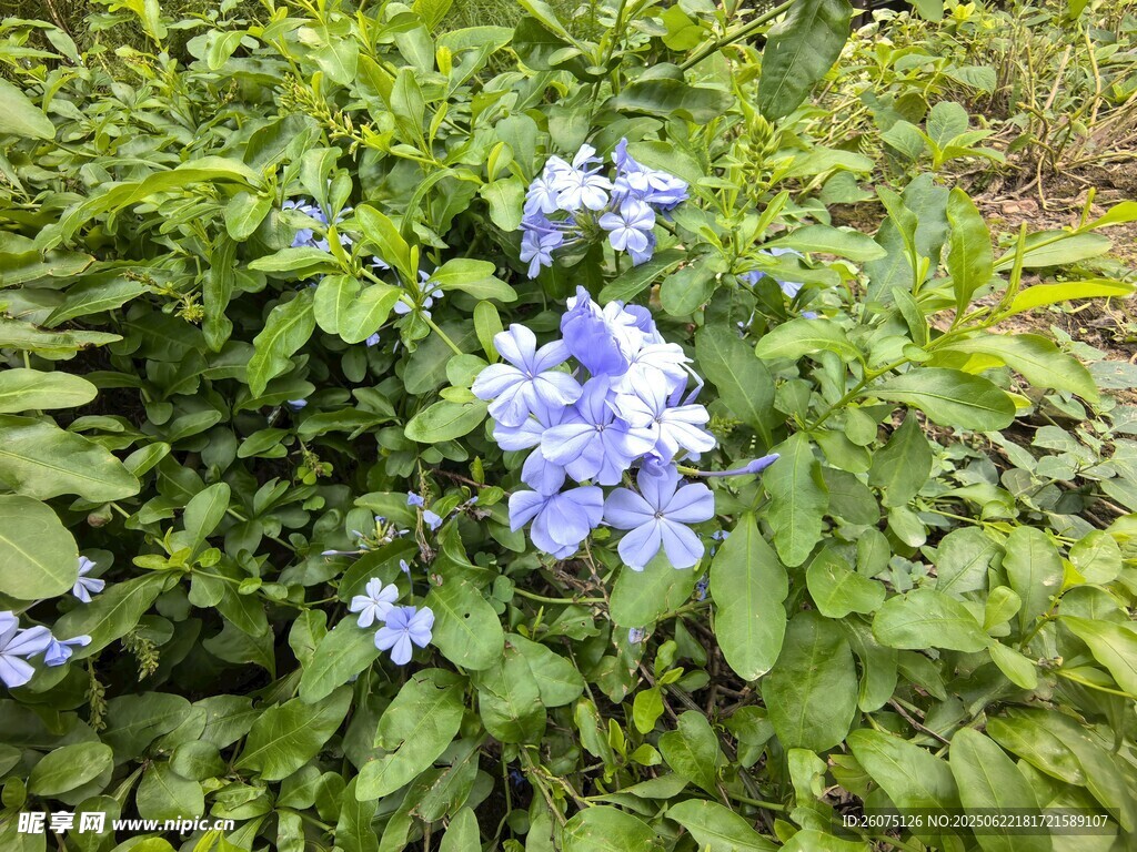 蓝花绽放于绿叶间