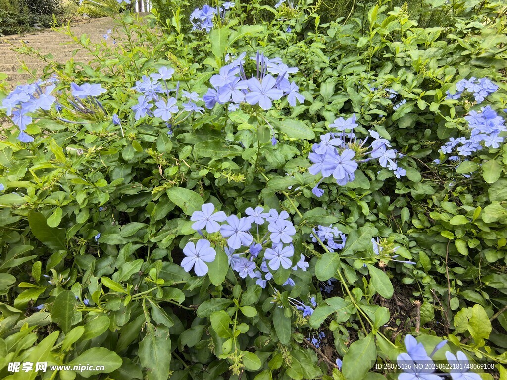 蓝紫色小花绽放于绿叶间