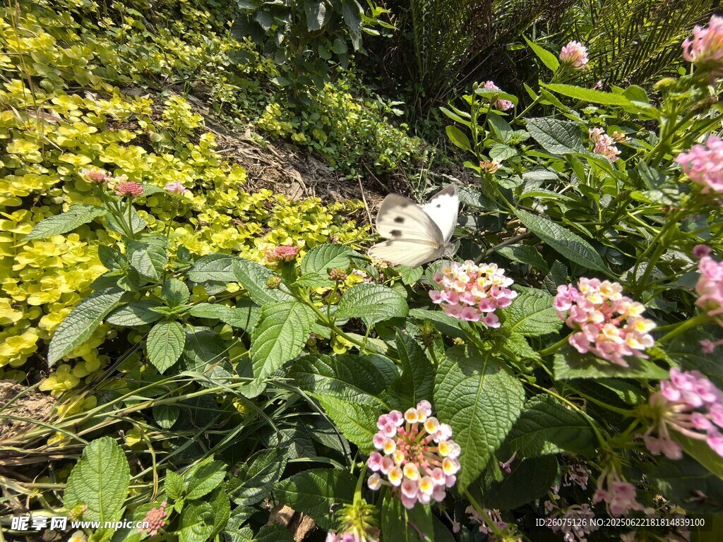 花丛中的蝴蝶与多彩花朵