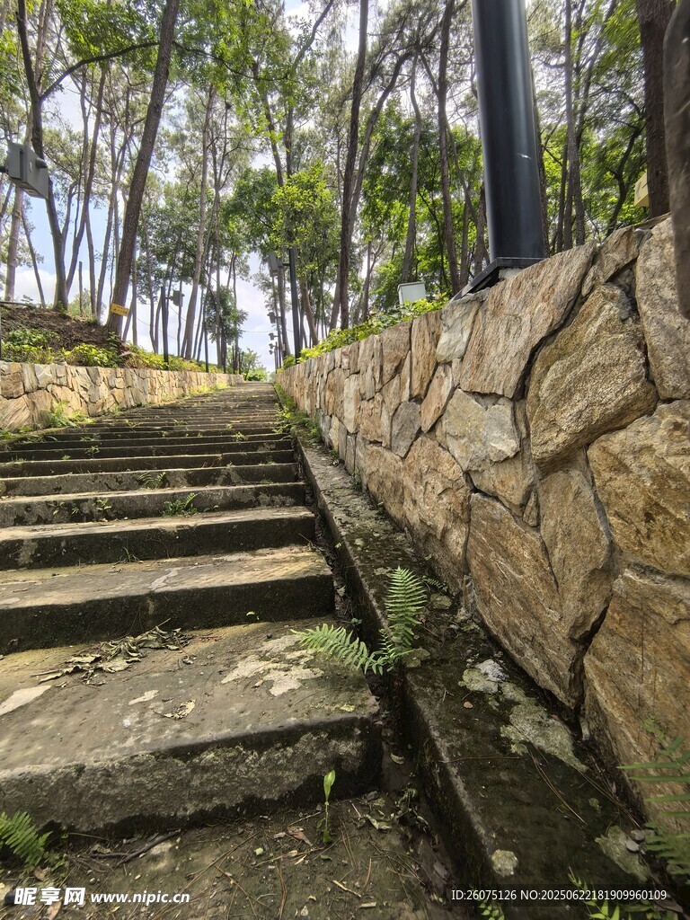 石砌台阶旁的林间景致