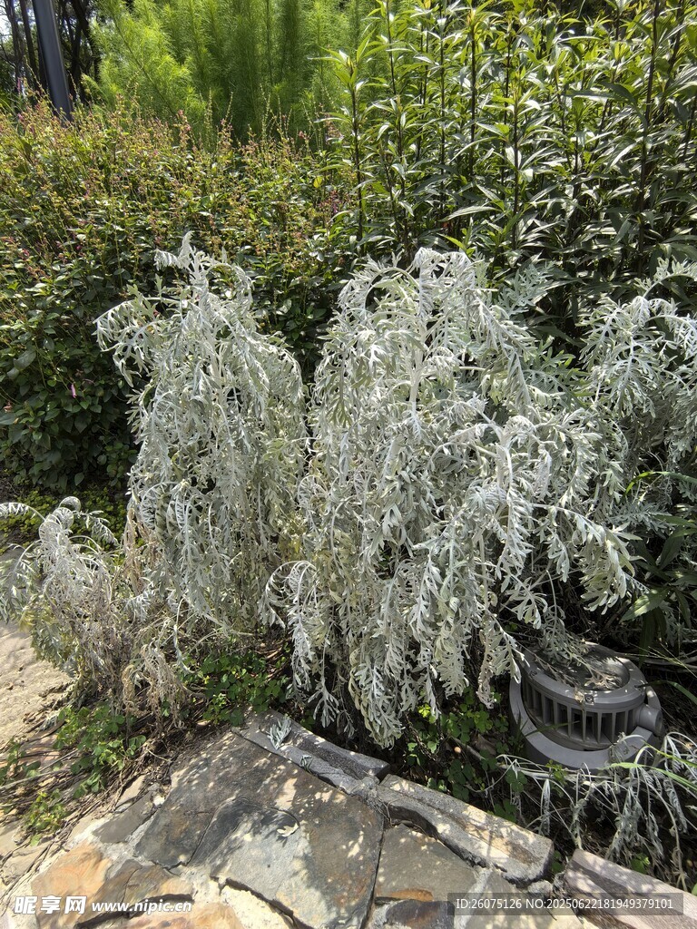 银叶植物与周边绿植景观