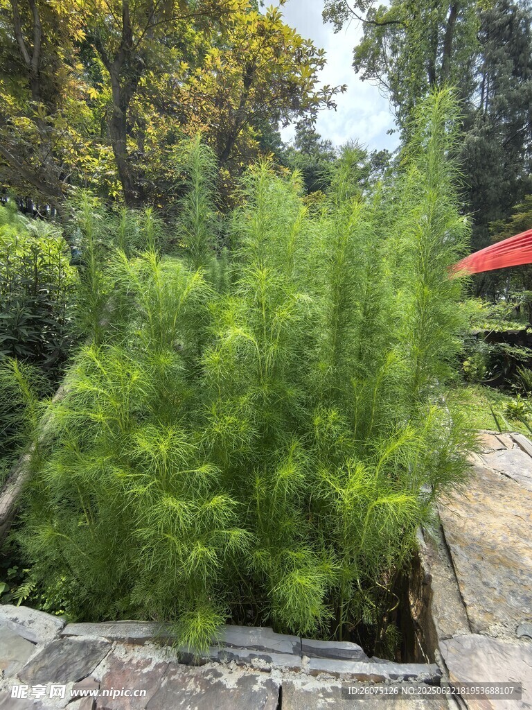 翠绿蓬松的户外植物景观