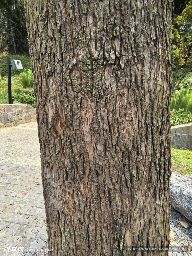 树干纹理特写