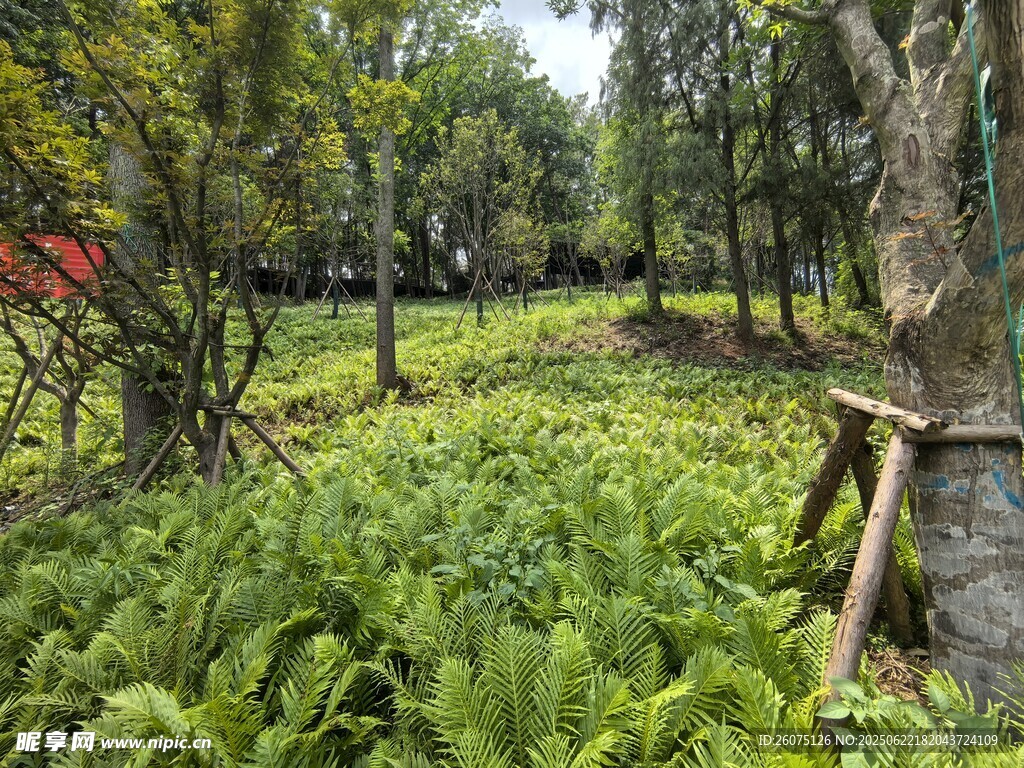 绿意盎然的蕨类植物景观