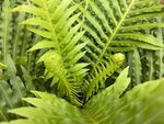 翠绿蕨类植物特写